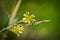 Young yellow flower Crepis tectorum