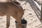 Young yellow foal plays with food in a gray plastic bucket. Part of foal in the sun