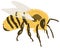 young yellow honey bee insect vector illustration transparent background