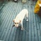 Young yellow lab dog begging to play fetch with her owner, has a