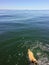 A young yellow lab swimming far from shore in the vast calm open ocean by herself, in the Strait of Georgia