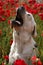 A young yellow labrador in the poppy field