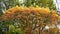 Young yellow leaves on trees during spring in Chinese Scholar`s Garden, Hamilton Gardens