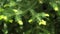 Young yellow  light green needles of coniferous Fir tree, 4K