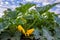 Young yellow squash fruits ripen on squash bushes in a field