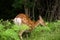 A young Yezo Sika Deer walking through the forest and fields of Shiretoko National Park