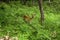 A young Yezo Sika Deer walking through the forest and fields of Shiretoko National Park