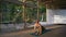 Young Yogi Performs Asanas Bowing to the Sun Suryanamaskar on the Wooden Podium in the Town Park