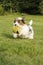 A young Yorkshire Biewer having fun on the garden lawn