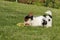 A young Yorkshire Biewer having fun on the garden lawn