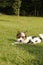 A young Yorkshire Biewer having fun on the garden lawn