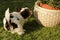 A young Yorkshire Biewer having fun on the garden lawn