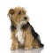 Young Yorkshire Terrier