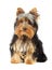 Young yorkshire terrier