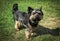 Young yorkshire terrier portrait with grass background and subtle bokeh