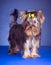 Young Yorkshire Terrier standing