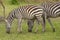 Young Zebra with adult in the forest