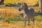 A young Zebra Calf in in the bush veld in Hwange National Par