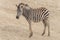 Young Zebra Chapman, Equus Burchelli Chapmani