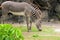 Young Zebra Eating