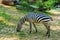 A young zebra eats grass. Zebra grazes on the lawn