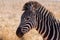 Young zebra foal head portrait with golden backlight