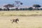 Young zebra foal runs through the long grass of Amboseli