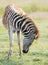 Young zebra foal at sunrise