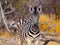 Young zebra front view