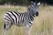 YOUNG ZEBRA IN LONG GRASS IN DORMANT LANDSCAPE IN SOUTH AFRICA