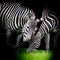 Young zebra with mom