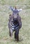 Young Zebra poses for a photo