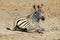 Young zebra resting on the ground