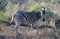 Young Zebra stallion [equus quagga] next to fallen dead branch in Africa