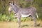 Young zebra standing