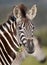 Young zebra with startled look
