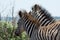 Young Zebras being playful in the African bush