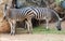 Young zebras at zoo