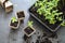 Young zinnia seedlings