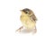 Young Zitting Cisticola Bird Cisticola juncidis isolated on white