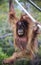 A Young Zoo Orangutan Hangs from a Rope