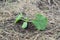 Young zucchini bud