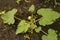 Young zucchini flowers, vegetables grow in the soil in the garden