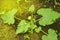 Young zucchini flowers, vegetables grow in the soil in the garden on a Sunny summer day