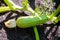 Young zucchini in the garden.