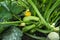 Young zucchini grow in the garden