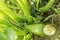 Young zucchini growing