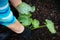 Young zucchini plant will be planted in the garden by a female senior