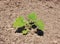 Young zucchini seedlings