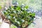 young zucchini seedlings in special soil. Top view. Growing home vegetables.